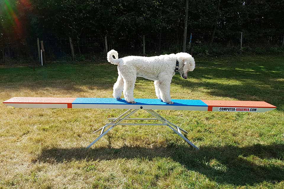 Basisausbildung Vorbereitung Begleithund, Erziehung, Leinenführigkeit, Hund zieht an Leine